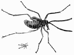 Fig. 414.—Boreus hyemalis (magnified and natural size). Fig. 414.—Boreus hyemalis (magnified and natural size).