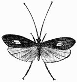 Fig. 417.—Phryganea rhombica. Fig. 417.—Phryganea rhombica.
