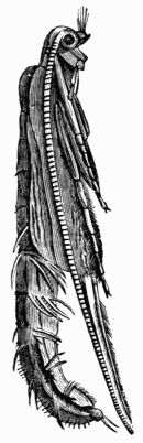Fig. 419.—Pupa of Phryganea pilosa, magnified. Fig. 419.—Pupa of Phryganea pilosa, magnified.