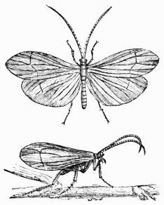 Fig. 420.—Phryganea pilosa. Fig. 420.—Phryganea pilosa.