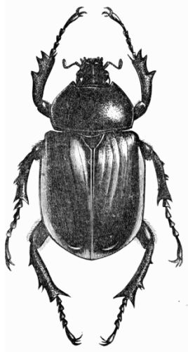 Fig. 445.—Megalosoma anubis (female). Fig. 445.—Megalosoma anubis (female).