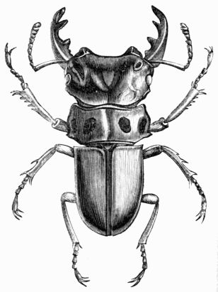 Fig. 449.—Lucanus (Homoderus) Mellyi. Fig. 449.—Lucanus (Homoderus) Mellyi.