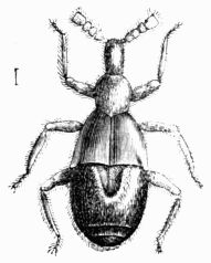 Fig. 468.—Claviger foveolatus (magnified). Fig. 468.—Claviger foveolatus (magnified).