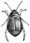Fig. 480.—Acilius fasciatus (male). Fig. 480.—Acilius fasciatus (male).
