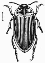 Fig. 487.—Hydroporus griseo-striatus. Fig. 487.—Hydroporus griseo-striatus.