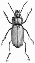 Fig. 518.—Harpalus æneus. Fig. 518.—Harpalus æneus.