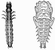 Fig. 522.—Larva and pupa of Mormolyce phyllodes. Fig. 522.—Larva and pupa of Mormolyce phyllodes.