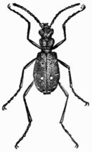 Fig. 523.—Tiger Beetle Fig. 523.—Tiger Beetle