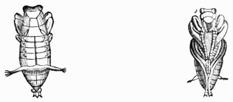 Fig. 532, 533.—Pupa of a Cicindela (Upper- and Under-side). Fig. 532, 533.—Pupa of a Cicindela (Upper- and Under-side).
