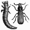 Fig. 542.—Tenebrio molitor (larva and imago). Fig. 542.—Tenebrio molitor (larva and imago).