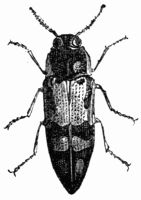 Fig. 555.—Buprestis (Cyria) imperialis. Fig. 555.—Buprestis (Cyria) imperialis.