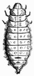 Fig. 563.—Larva of Lina populi. Fig. 563.—Larva of Lina populi.