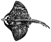 Fig. 55.