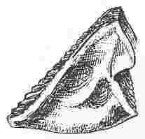 Balanus glandula, scutum.