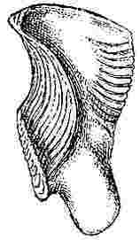 Tetraclita vitiata, tergum.