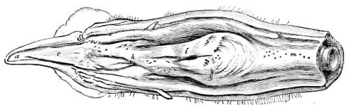 THE THROAT OF A FOWL, SHOWING THE PARTS in situ