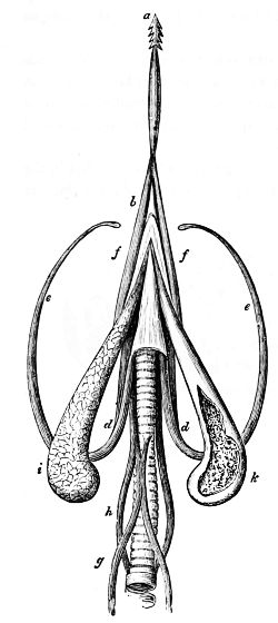 TONGUE OF THE WOODPECKER, SHOWING THE MECHANISM EMPLOYED FOR ITS PROTRUSION