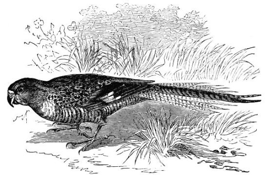 THE GROUND PARRAKEET Pezoporinus formosus