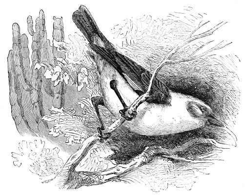 DINEMELLI'S BUFFALO WEAVER BIRD Textor Dinemellii