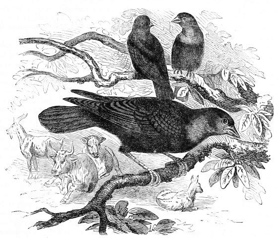 THE COW STARLING Molothrus pecoris