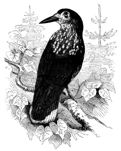 THE NUTCRACKER Nucifraga caryocatactes