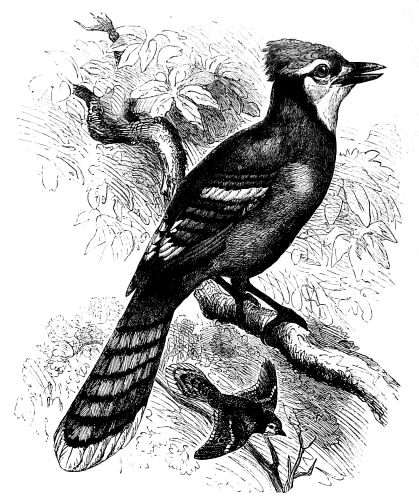 THE CRESTED BLUE JACKDAW Cyanocitta cristata