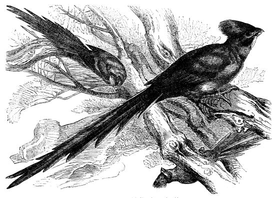 THE WIRIWA Colius Senegalensis