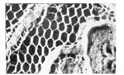 Detail of Lace with thin edged hexagons Detail of Lace with thin edged hexagons