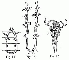 Fig. 14. Heart of a young Cassidina. Fig. 15. Heart of a young Anilocra. Fig. 16. Abdomen of the male of Entoniscus Cancrorum. h. Heart. l. Liver. 