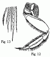 Fig. 12. Posterior entrance to the branchial cavity of Ocypoda rhombea, Fab. The carapace and the fourth foot of the right side are removed. Fig. 13. Points of some of the hairs of the basal joints of the foot, magnified. 