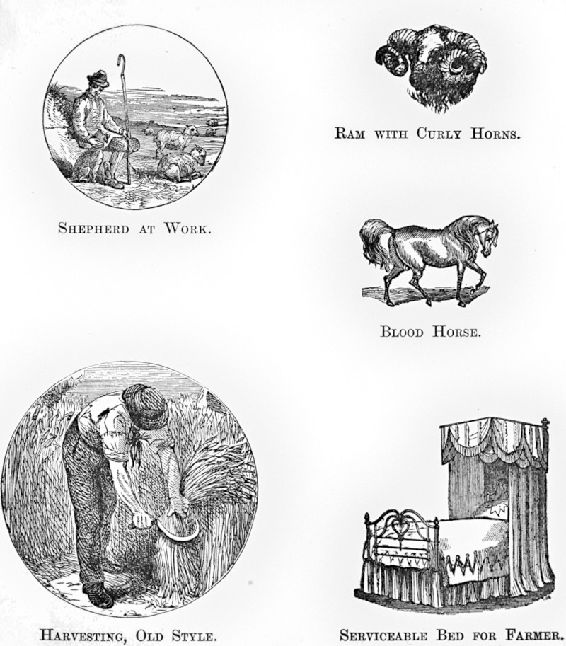 Plate from the Article Agriculture Five small images, titled SHEPHERD AT WORK, RAM WITH CURLY HORNS, BLOOD HORSE, HARVESTING, OLD STYLE, and SERVICEABLE BED FOR FARMER.