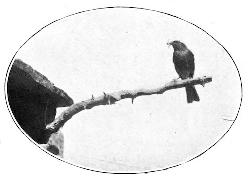 MALE REDSTART WITH FOOD FOR YOUNG