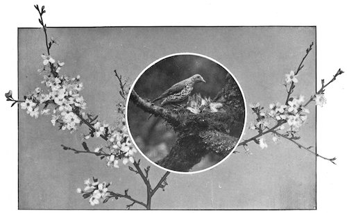 MISSEL THRUSH AT NEST