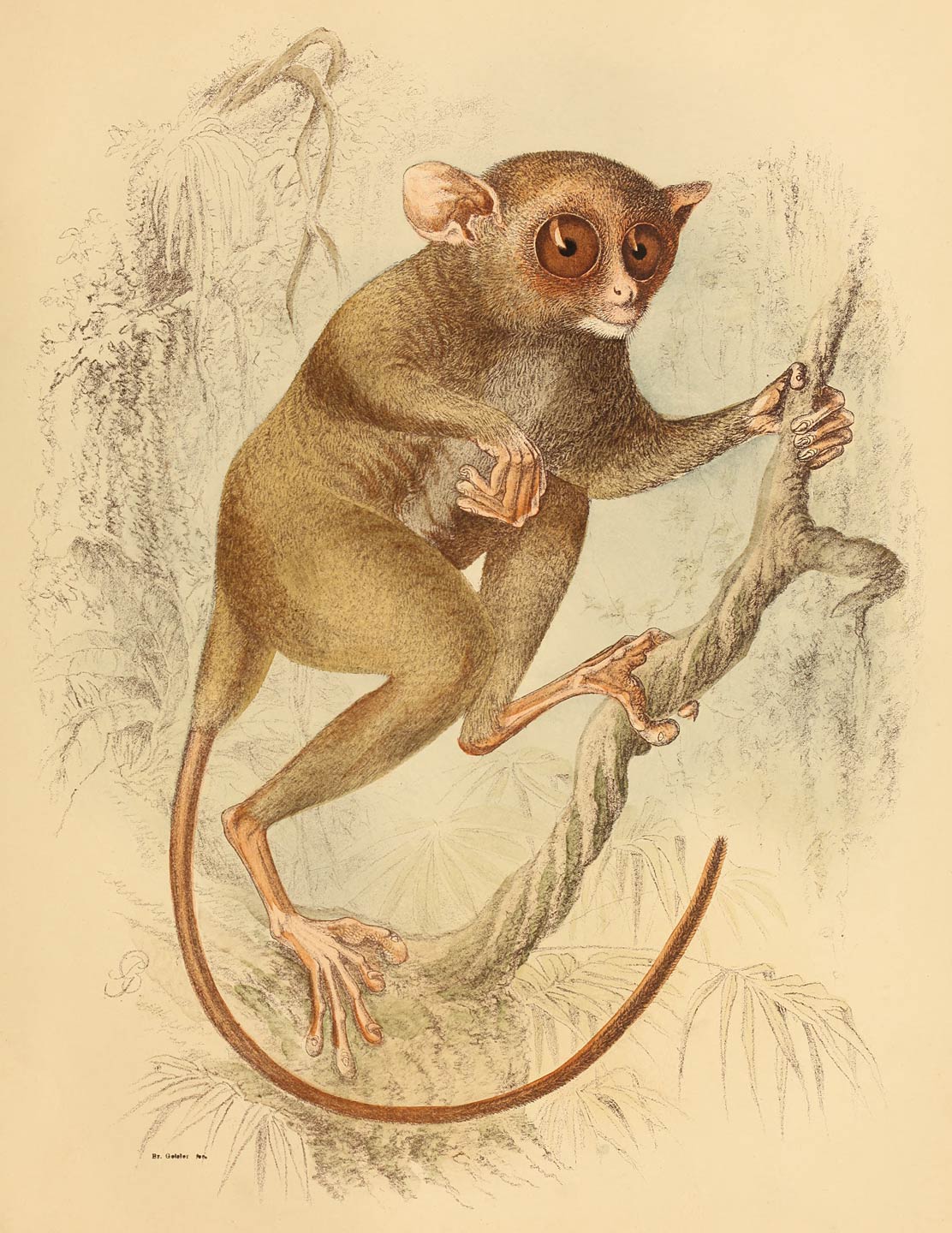 Tarsius philippensis A. B. Meyer