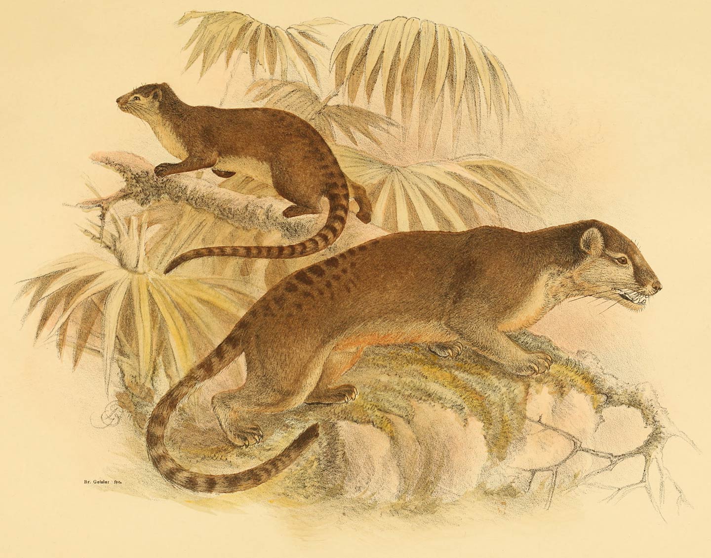 Paradoxurus musschenbroeki Schl.