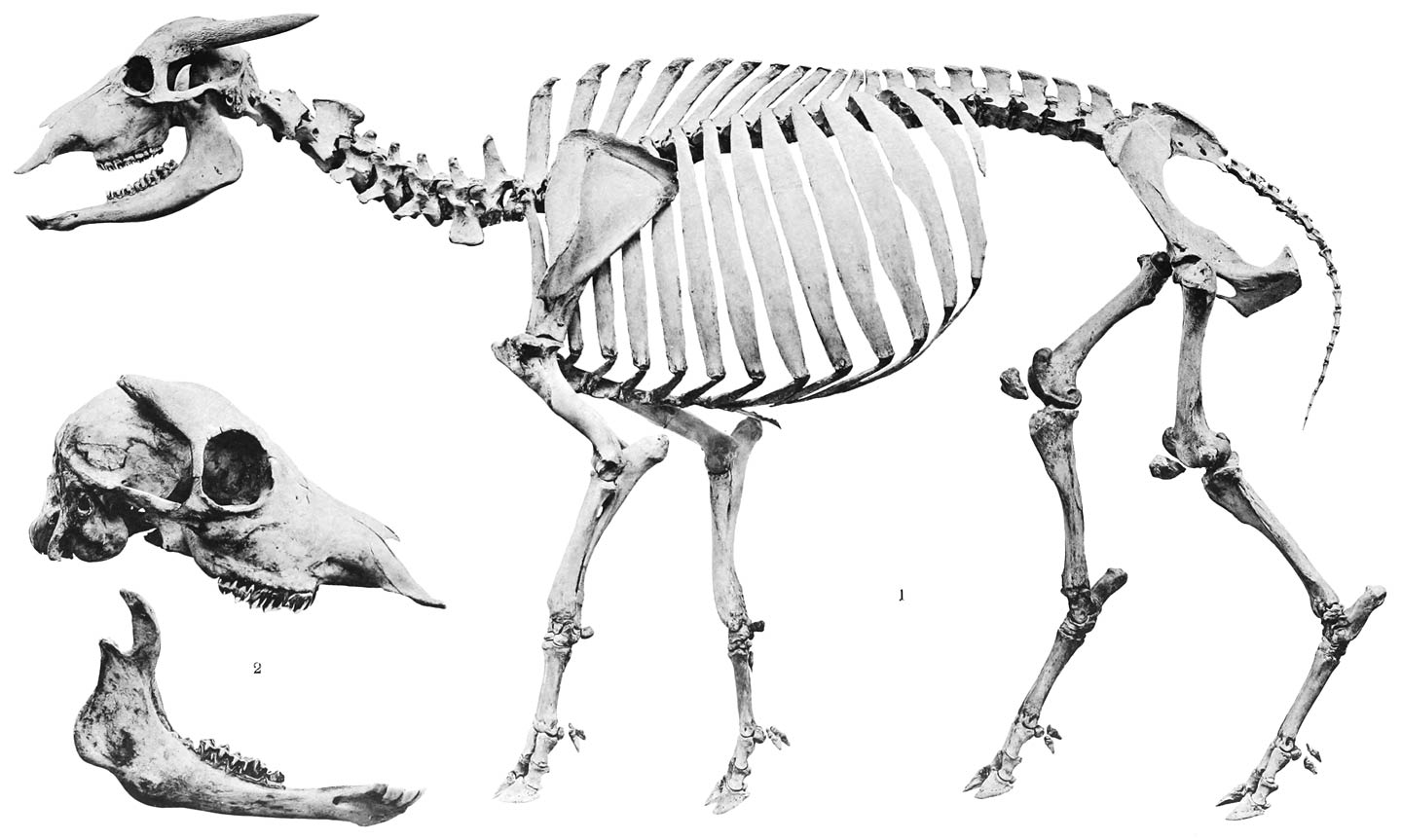 Bubalus mindorensis Heude