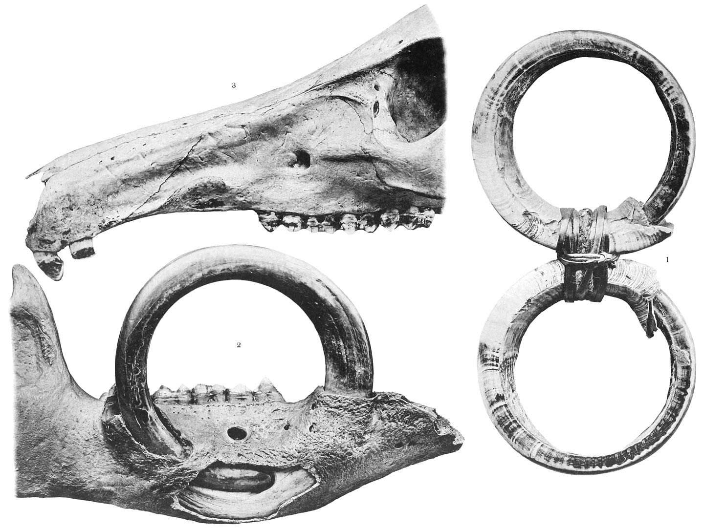 1 Abnorme Schweine-Eckzähne 2–3 Babirusa alfurus Less.