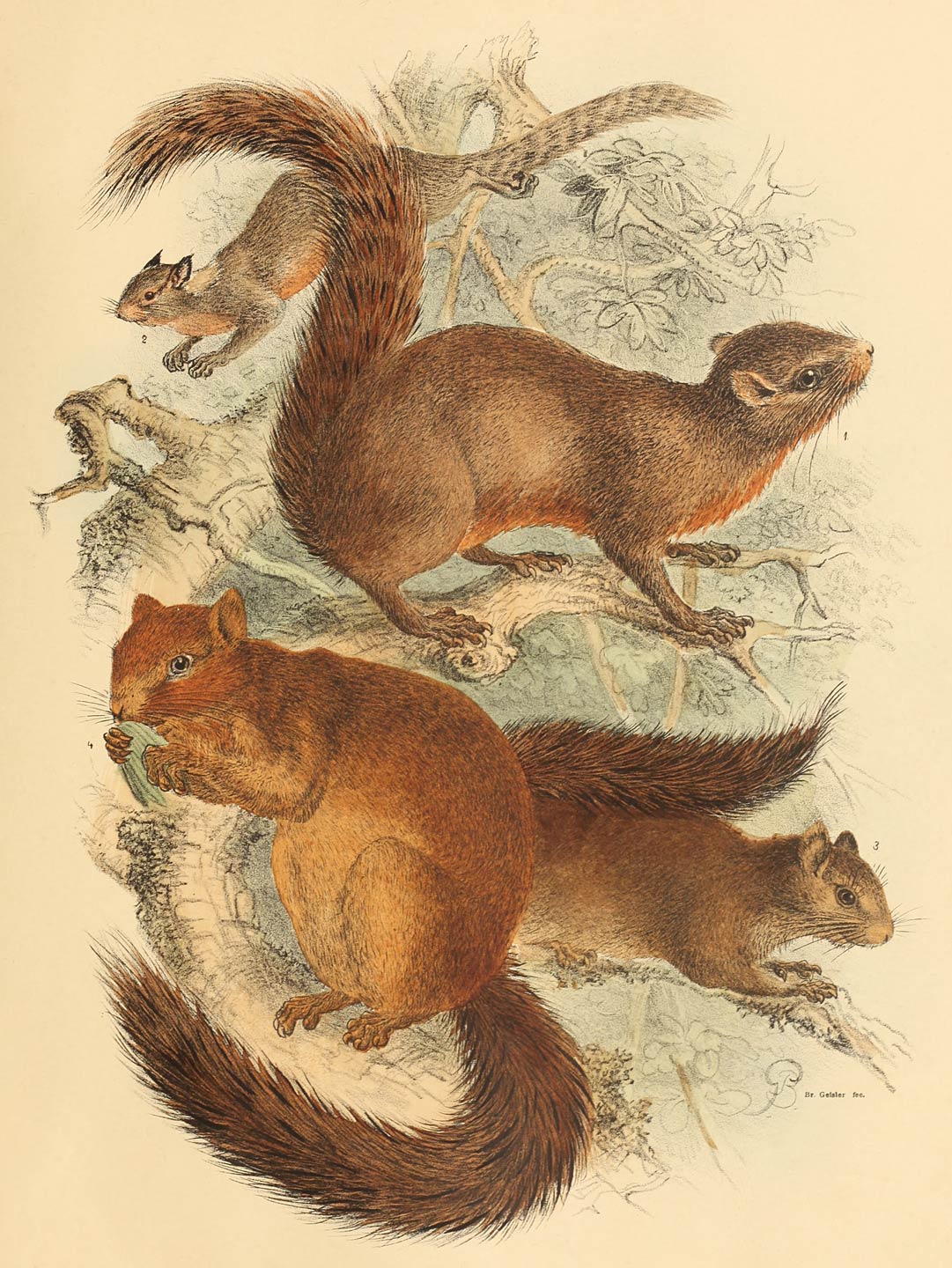 1 Sciurus tonkeanus A. B. Meyer c. ¾ n. Gr. 2 Sciurus leucomus Müll. Schl. unter ⅓ n. Gr. 3 Sciurus rosenbergi Jent. c. ⅓ n. Gr. 4 Sciurus tingahi A. B. Meyer c. ⅗ n. Gr.