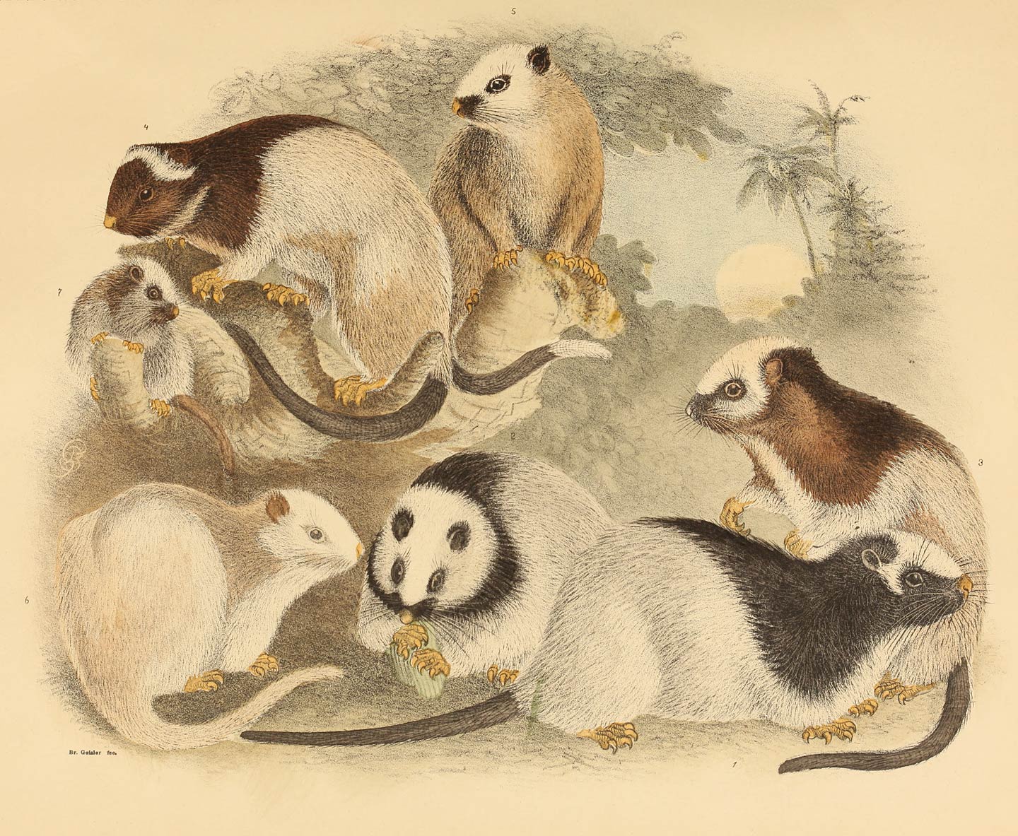 Phlœomys cumingi Wtrh.