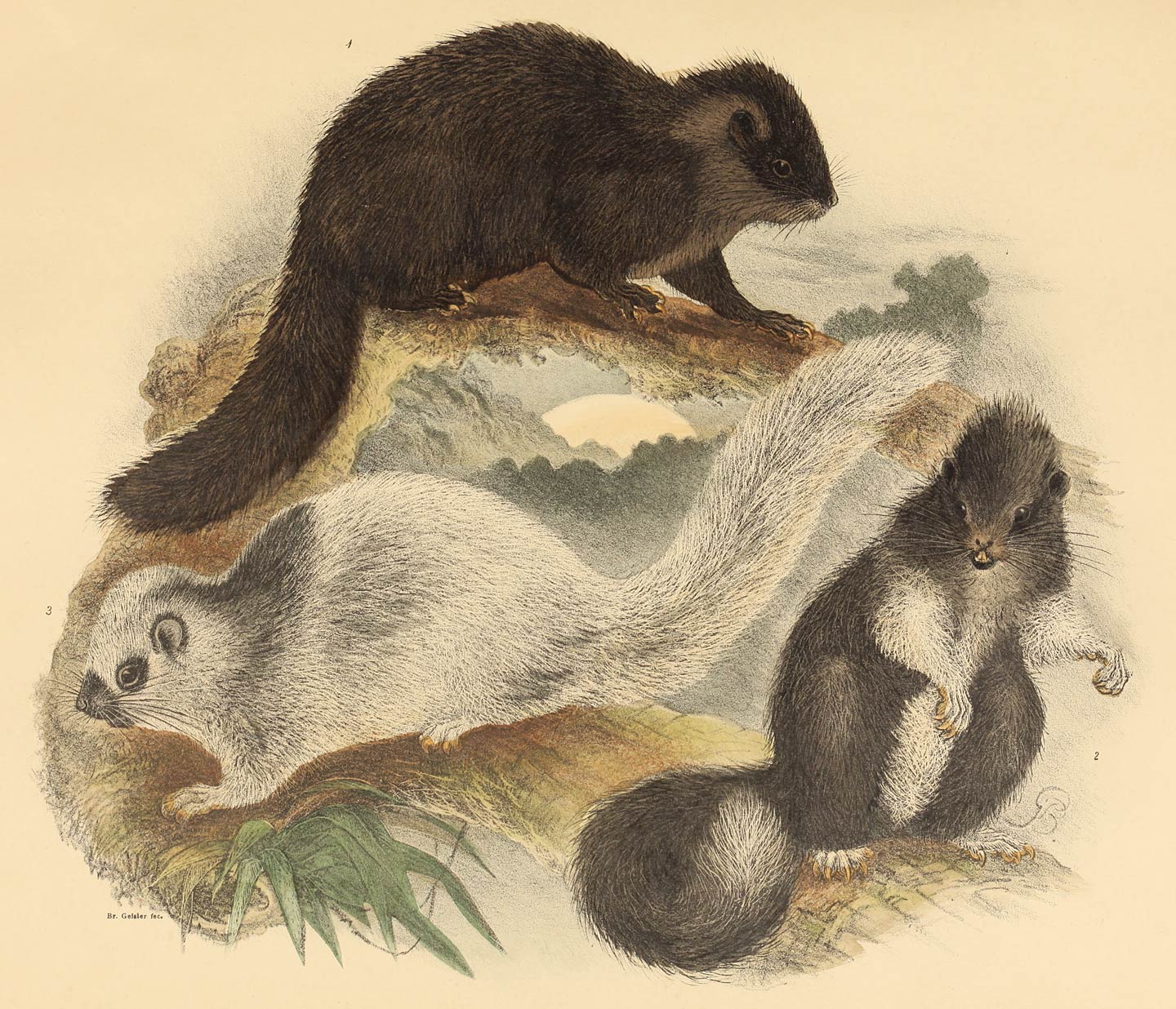 Crateromys schadenbergi (A. B. Meyer)