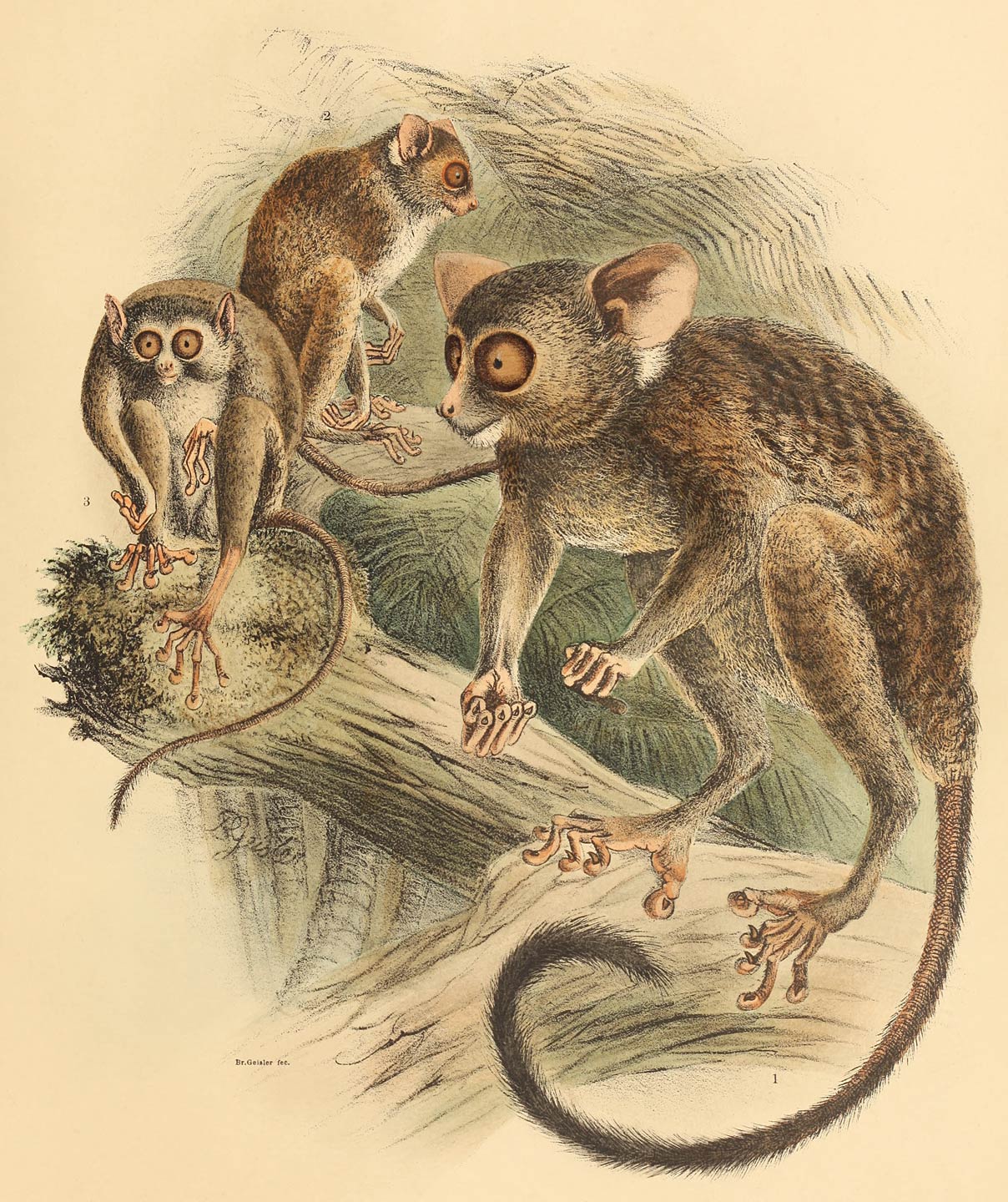 1–2 Tarsius fuscus Fisch.-Waldh. 3 Tarsius sangirensis A. B. Meyer