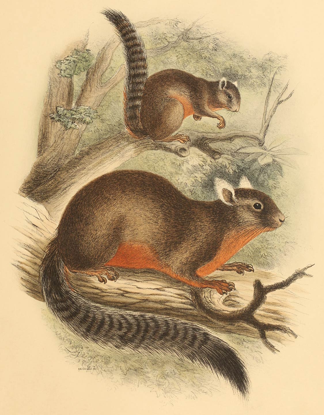 Sciurus sarasinorum A. B. Meyer