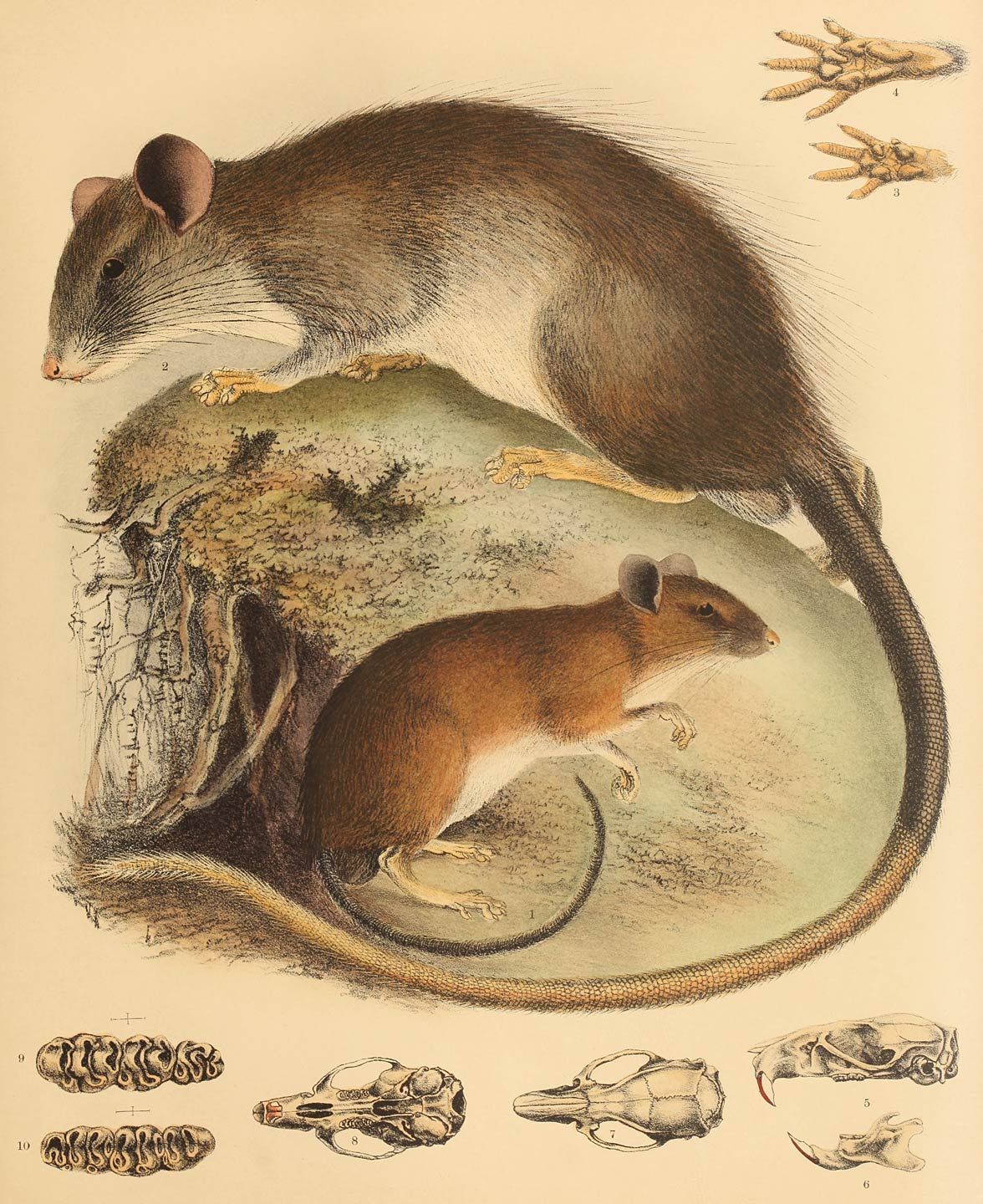 1 Mus musschenbroeki Jent. 2–10 Mus xanthurus Gr.