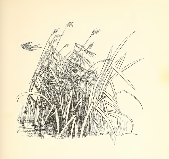 Rushes in a watery place