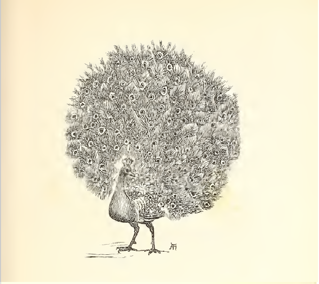The peacock