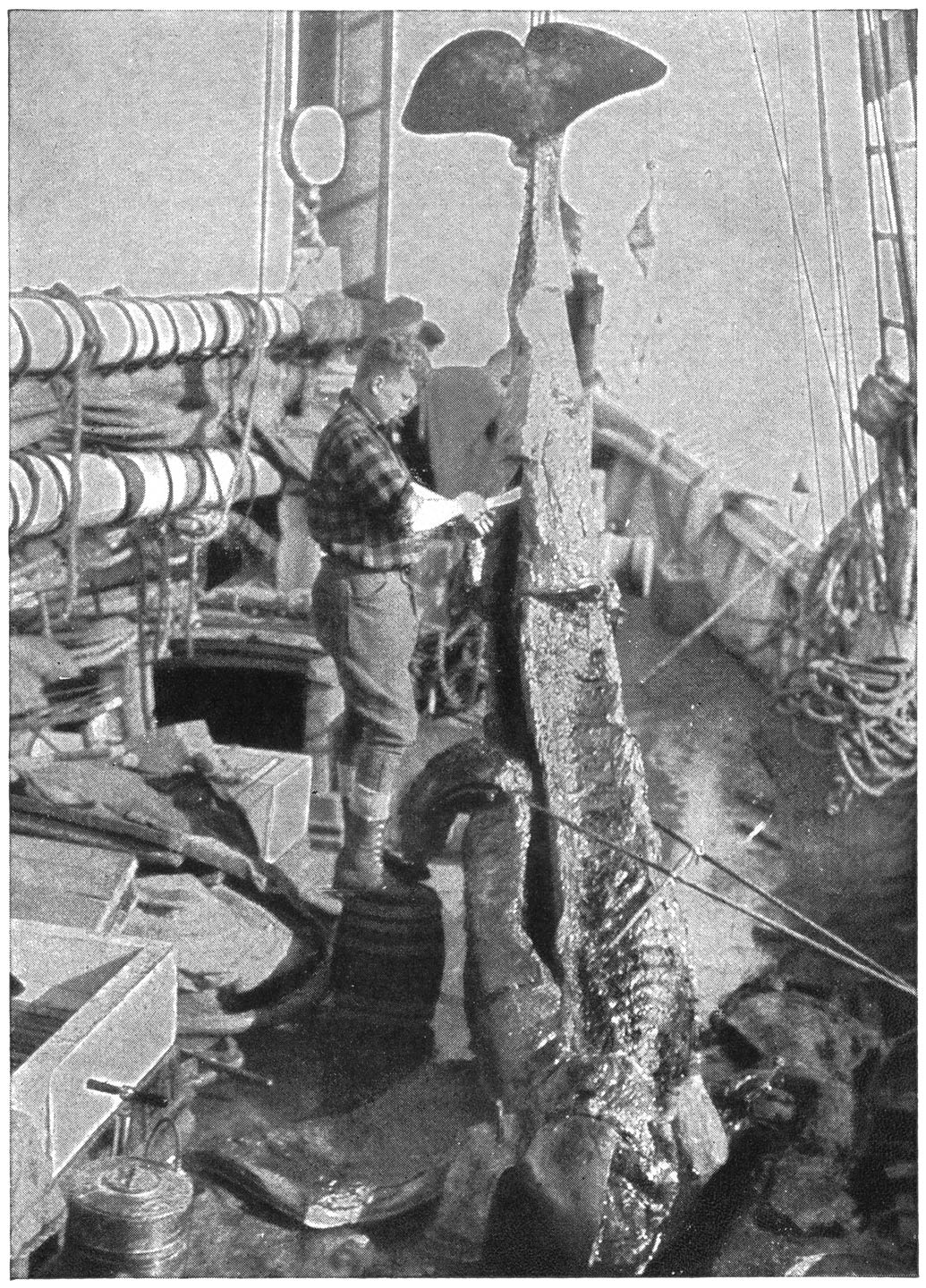 Besig aan die Geraamte van ’n Narwal