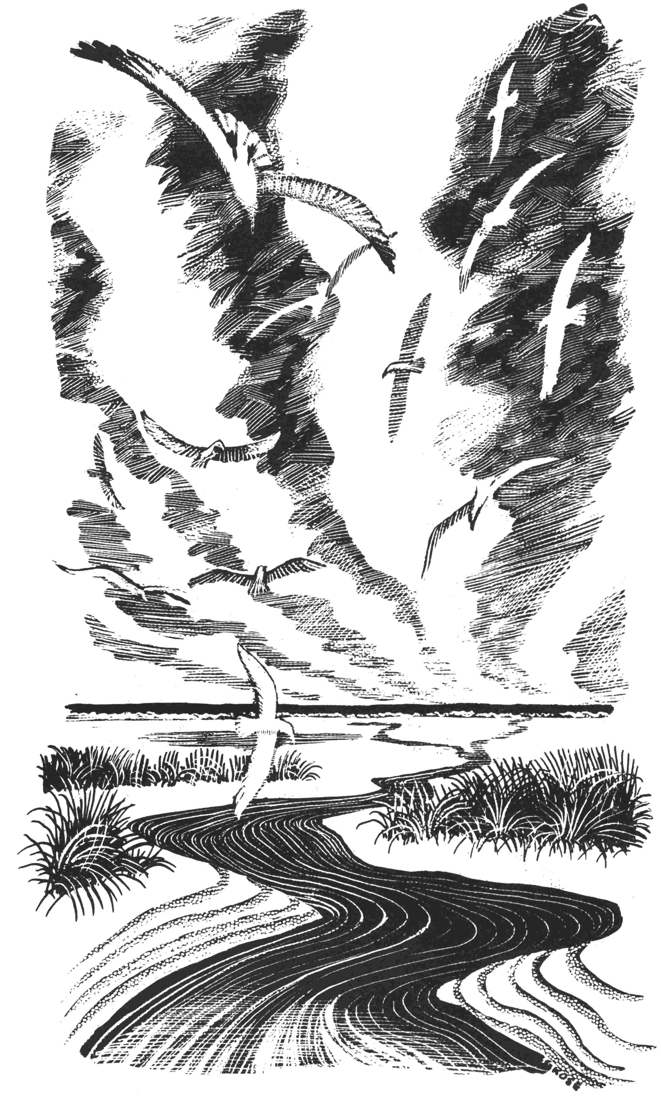 Gulls above the beach