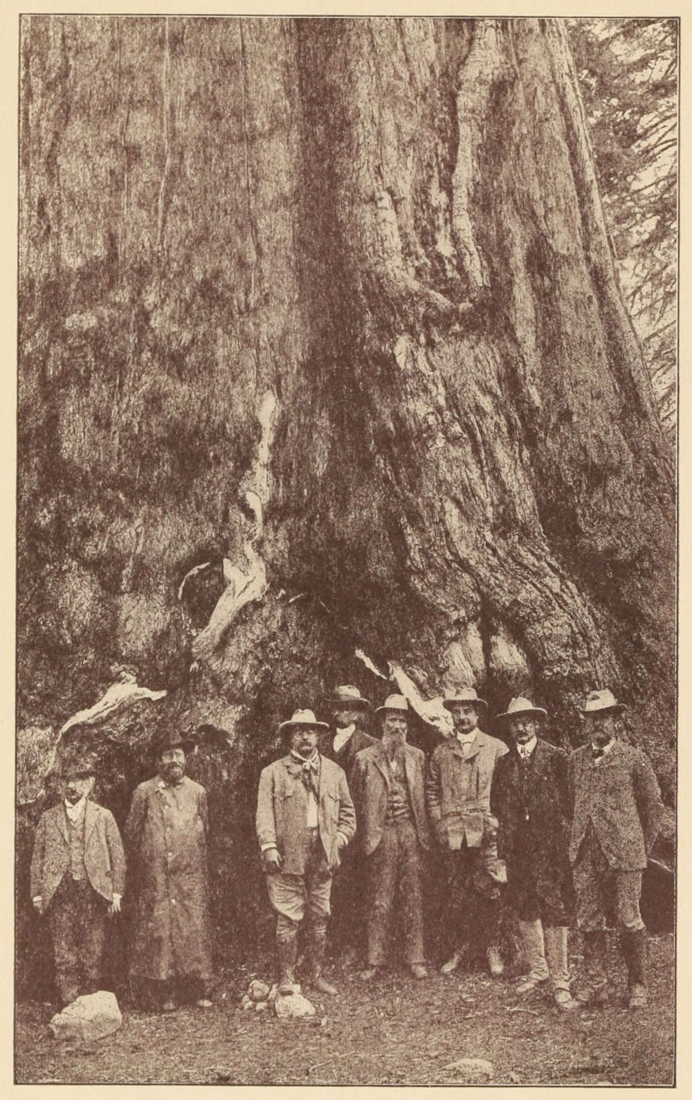 A picture depicting Theodore Roosevelt with other men in front of a large tree.